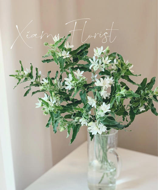 【珍惜当下】蓝星花  白色  若干枝/扎 商品图0