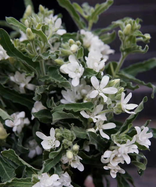 【珍惜当下】蓝星花  白色  若干枝/扎 商品图2