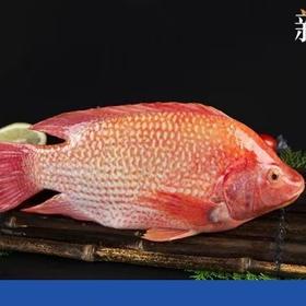 800～900g 丰帆汇深海红龙斑红斑鱼【1A区/2C3下-19】【厨家亲】