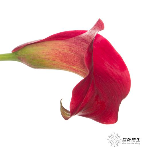 丽江马蹄莲 ｜ 红木【轻微压伤不售后，介意慎拍】 商品图3