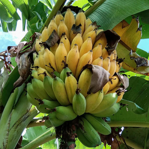 云南野放芭蕉 商品图0