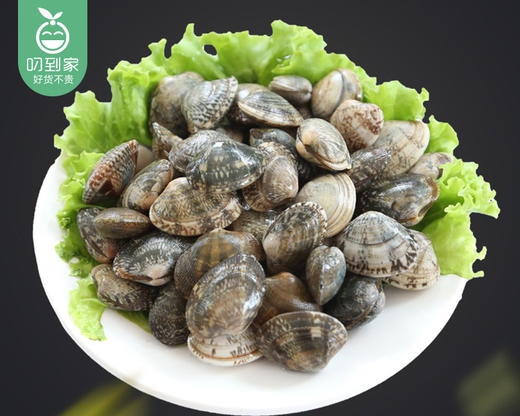 净化鲜活本地大花蛤（500g±20g/份 约35个） 商品图2