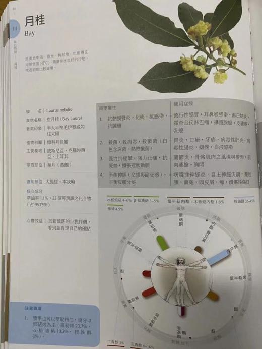 AyuSkAma 波黑有机+野生月桂精油 商品图1