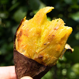 云南梯田红土地瓜 【太阳蜜】高原红薯 自然农法种植 板栗口感 粉糯细腻 自然糖化 