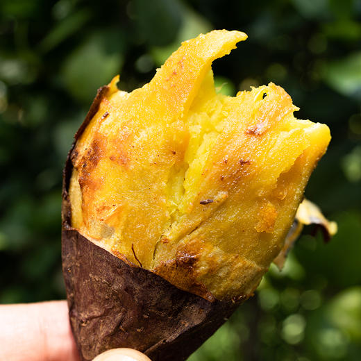 泡泡推荐||云南梯田红土地瓜 【太阳蜜】高原红薯 自然农法种植 板栗口感 粉糯细腻 自然糖化  商品图0