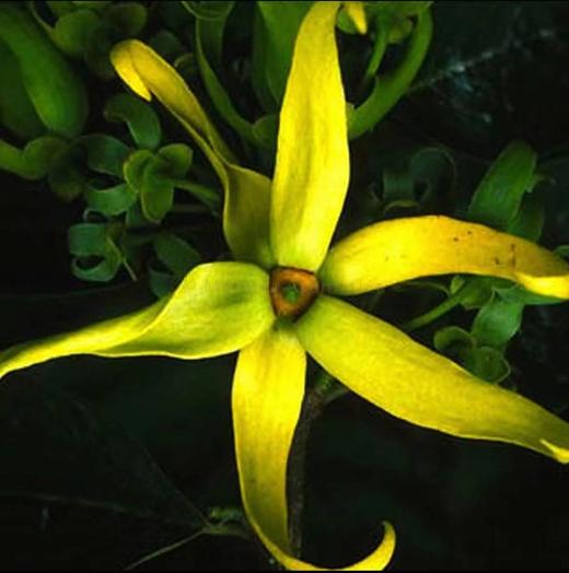 AyuSkAma 马达加斯加有机特一级依兰依兰精油 商品图1