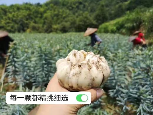 鲜龙牙百合【新果活动】 商品图3