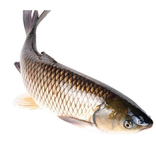 900∽1000g 丰帆汇调理开背草鱼【云仓 1B3下/2C3下-18】 商品图2