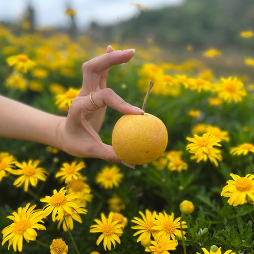 【新品】古树蜂糖梨 商品图2