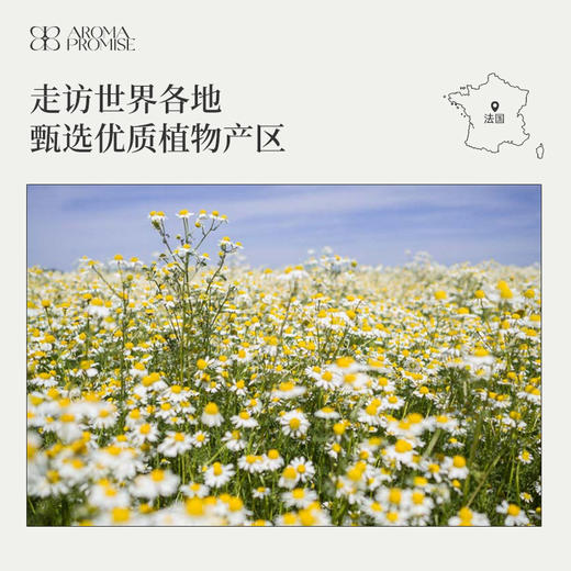 罗马洋甘菊2ml香甜的花香中带着青草气息 sha菌消yan缓解头部不适和睡眠 商品图5