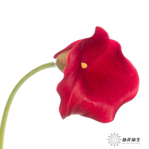 丽江马蹄莲 ｜ 红木【轻微压伤不售后，介意慎拍】 商品图1