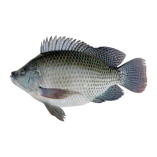 800～900g 丰帆汇调理花斑鱼罗非【云仓 1A区/2C3下-19】 商品图0