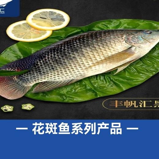 800～900g 丰帆汇调理花斑鱼罗非【云仓 1A区/2C3下-19】 商品图2