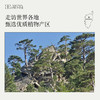 松针叶精油10ml有效期至26年9月21日 森林松木质香调 激活身心疏通消yan 商品缩略图5