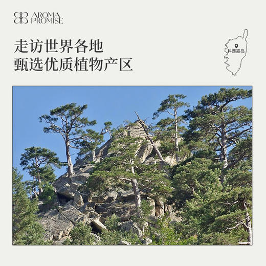 松针叶精油10ml有效期至26年9月21日 森林松木质香调 激活身心疏通消yan 商品图5