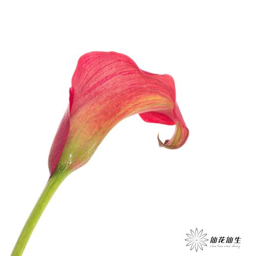 丽江马蹄莲 ｜ 红木【轻微压伤不售后，介意慎拍】 商品图2