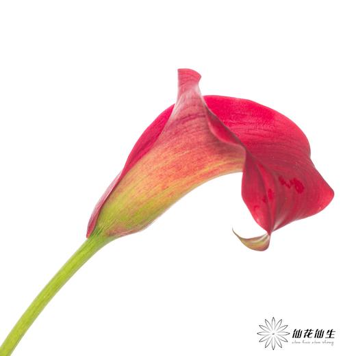 丽江马蹄莲 ｜ 红木【轻微压伤不售后，介意慎拍】 商品图0