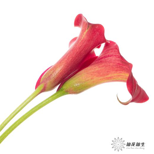 丽江马蹄莲 ｜ 红木【轻微压伤不售后，介意慎拍】 商品图4