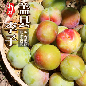 盖县李子  每天现摘  清脆酸甜  核小肉厚  应季水果   1斤