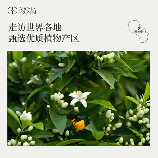 苦橙叶精油10ml香甜中带有木质香青草香 商品图4