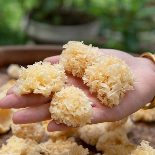 【冯站长专享】长白山椴木银耳（五星级) 商品图3