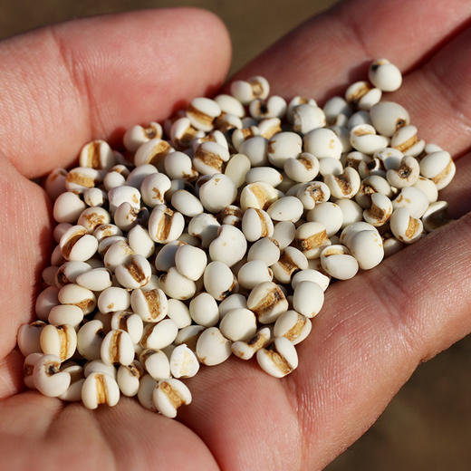 【山区杂粮】农家自产五谷薏仁米  新鲜薏米  颗粒饱满  光洁圆润  400g 商品图4