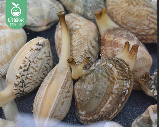 净化鲜活本地大花蛤（500g±20g/份 约35个） 商品图1