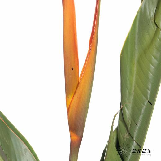 配花 | 小红鸟 商品图2