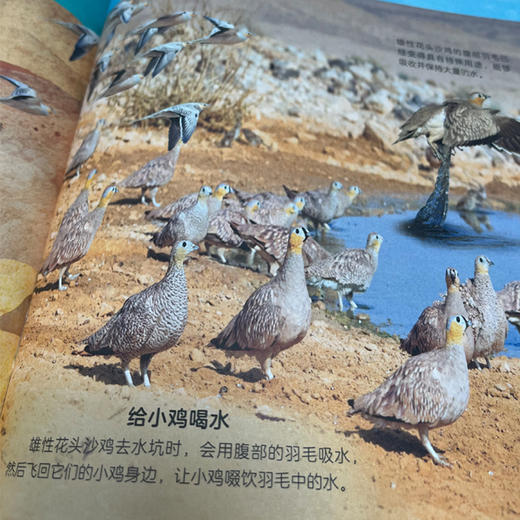 【图书】《DK多姿多彩的鸟类百科》 商品图8