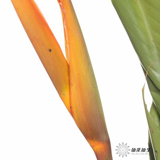 配花 | 小红鸟 商品图4