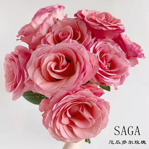 厄瓜多尔进口SAGA玫瑰花10支 商品图0
