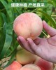 【应季水果】奉化水蜜桃（甜到心坎） 商品缩略图2