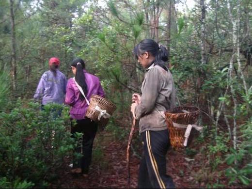 【野生香菇】2023年干香菇 | 柴火烘烤干、无硫薰，炖汤火锅必备 | 源自云南深山，产地直发 商品图6