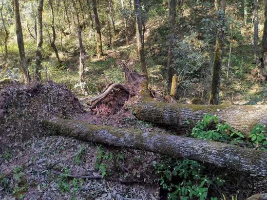 【野生香菇】2023年干香菇 | 柴火烘烤干、无硫薰，炖汤火锅必备 | 源自云南深山，产地直发 商品图7