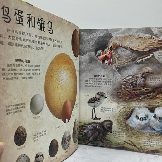 【图书】《DK多姿多彩的鸟类百科》 商品图5