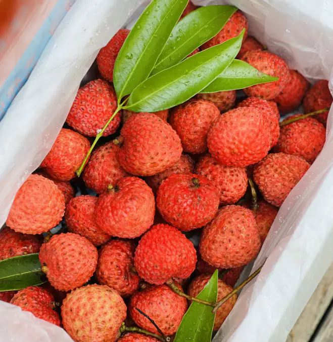 高州古树空运"情人荔"干鲜荔枝| 新品种"情人荔",有点结合白糖罂和