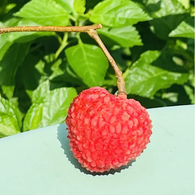 高州古树空运"情人荔"干鲜荔枝| 新品种"情人荔",有点结合白糖罂和