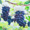 有机葡萄混合装4斤/6斤（夏黑+巨峰+玫瑰香） 商品缩略图2