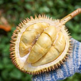 马来西亚金凤榴莲（D198）