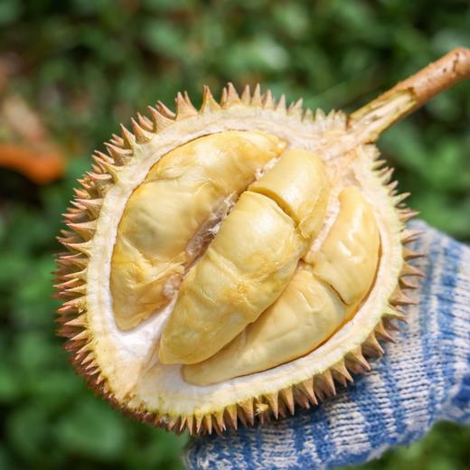 马来西亚金凤榴莲（D198） 商品图0