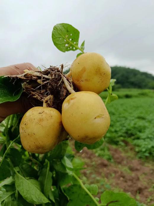 自然农耕酵素芋头，土豆，南瓜   顾元军生态农场 商品图2