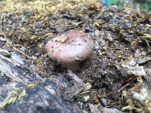 【野生香菇】2023年干香菇 | 柴火烘烤干、无硫薰，炖汤火锅必备 | 源自云南深山，产地直发 商品图3