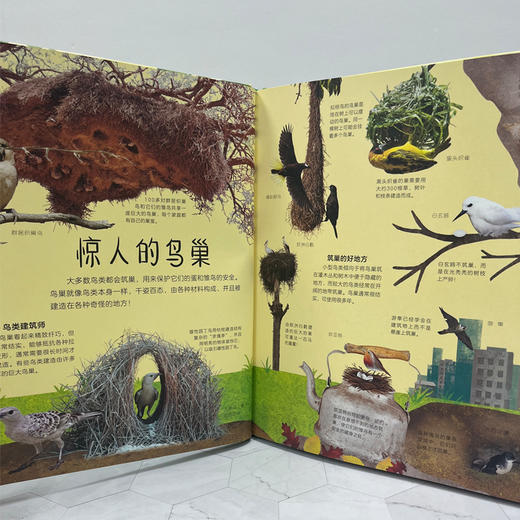 【图书】《DK多姿多彩的鸟类百科》 商品图4