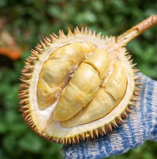 马来西亚金凤榴莲（包5房） 商品图0