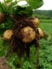 自然农耕酵素芋头，土豆，南瓜   顾元军生态农场 商品缩略图8