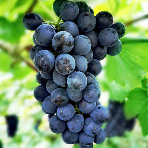 有机葡萄混合装4斤/6斤（夏黑+巨峰+玫瑰香） 商品图4