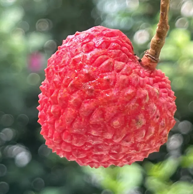 高州古树空运"情人荔"干鲜荔枝| 新品种"情人荔",有点结合白糖罂和