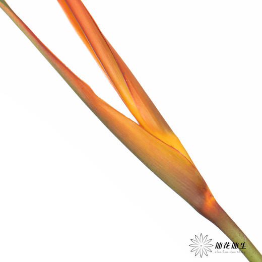 配花 | 小红鸟 商品图1