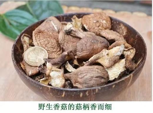 【野生香菇】2023年干香菇 | 柴火烘烤干、无硫薰，炖汤火锅必备 | 源自云南深山，产地直发 商品图0