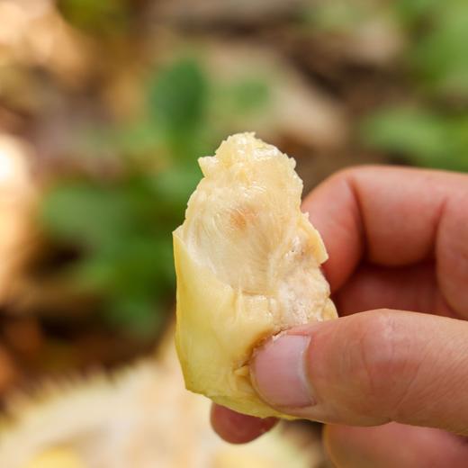 马来西亚金凤榴莲（D198） 商品图2